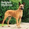 image Belgian Malinois 2025 Wall Calendar front cover