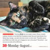image 365 Cats 2027 Page-A-Day Desk Calendar Third Alternate Image