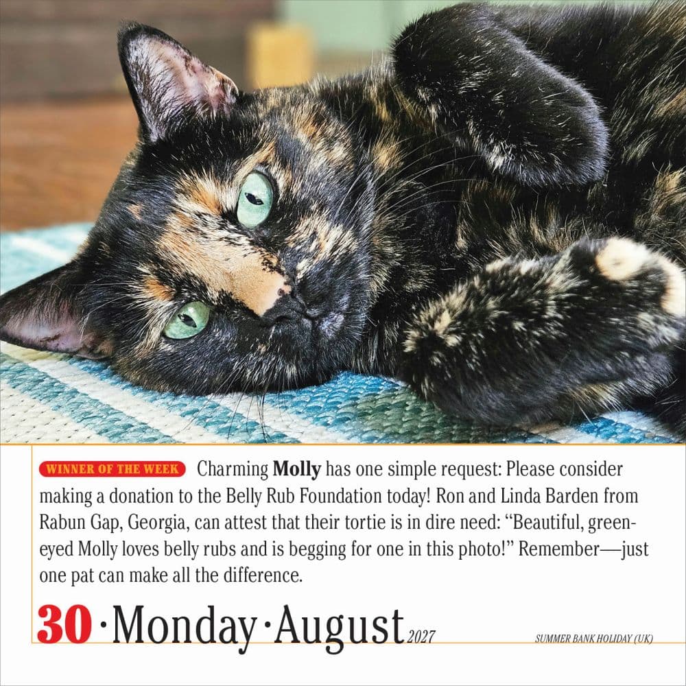 365 Cats 2027 Page-A-Day Desk Calendar Third Alternate Image