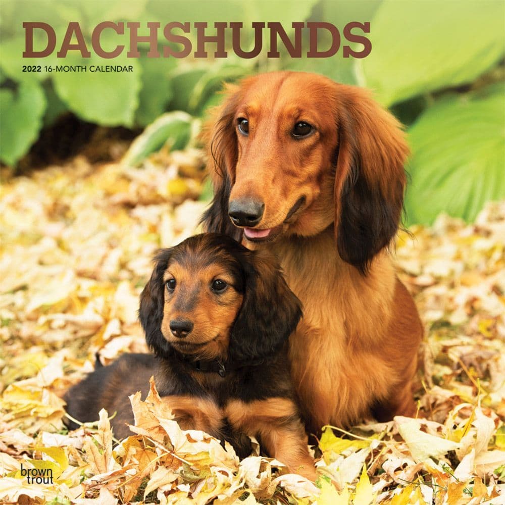 Dachshund Calendar 2022 Dachshunds 2022 Wall Calendar - Calendars.com