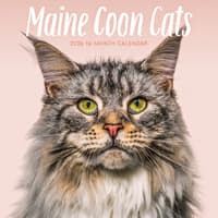 image Just Maine Coon Cats 2026 Wall Calendar Main Image