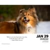 image What Dogs Teach Us 2025 Desk Calendar Second Alternate Image