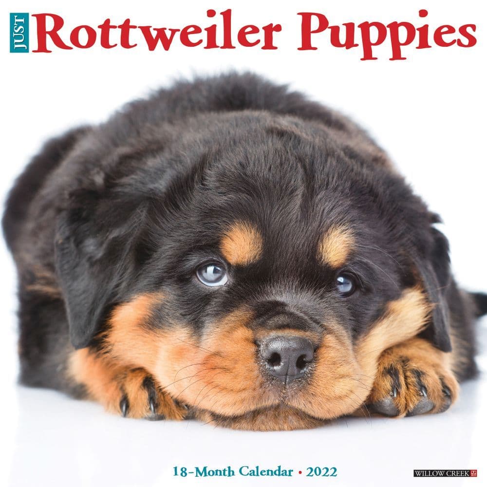 Rottweiler Puppies 2022 Wall Calendar