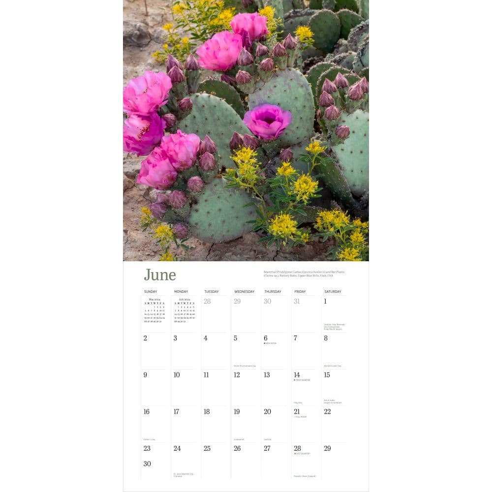 Audubon Desert Wildflowers 2025 Wall Calendar