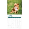 image Chihuahuas 2025 Wall Calendar Second Alternate Image