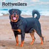 image Rottweilers 2027 Wall Calendar Main Product Image
