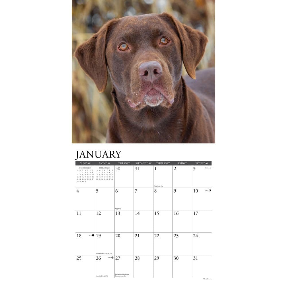 Lab Hunting 2026 Wall Calendar Second Alternate Image