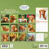 image Nova Scotia Duck Tolling Retriever 2026 Wall Calendar First Alternate Image