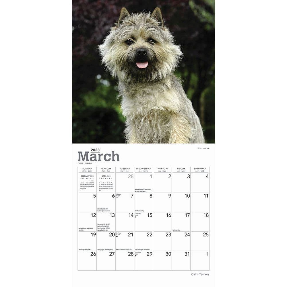 Cairn Terriers 2023 Mini Wall Calendar - Calendars.com