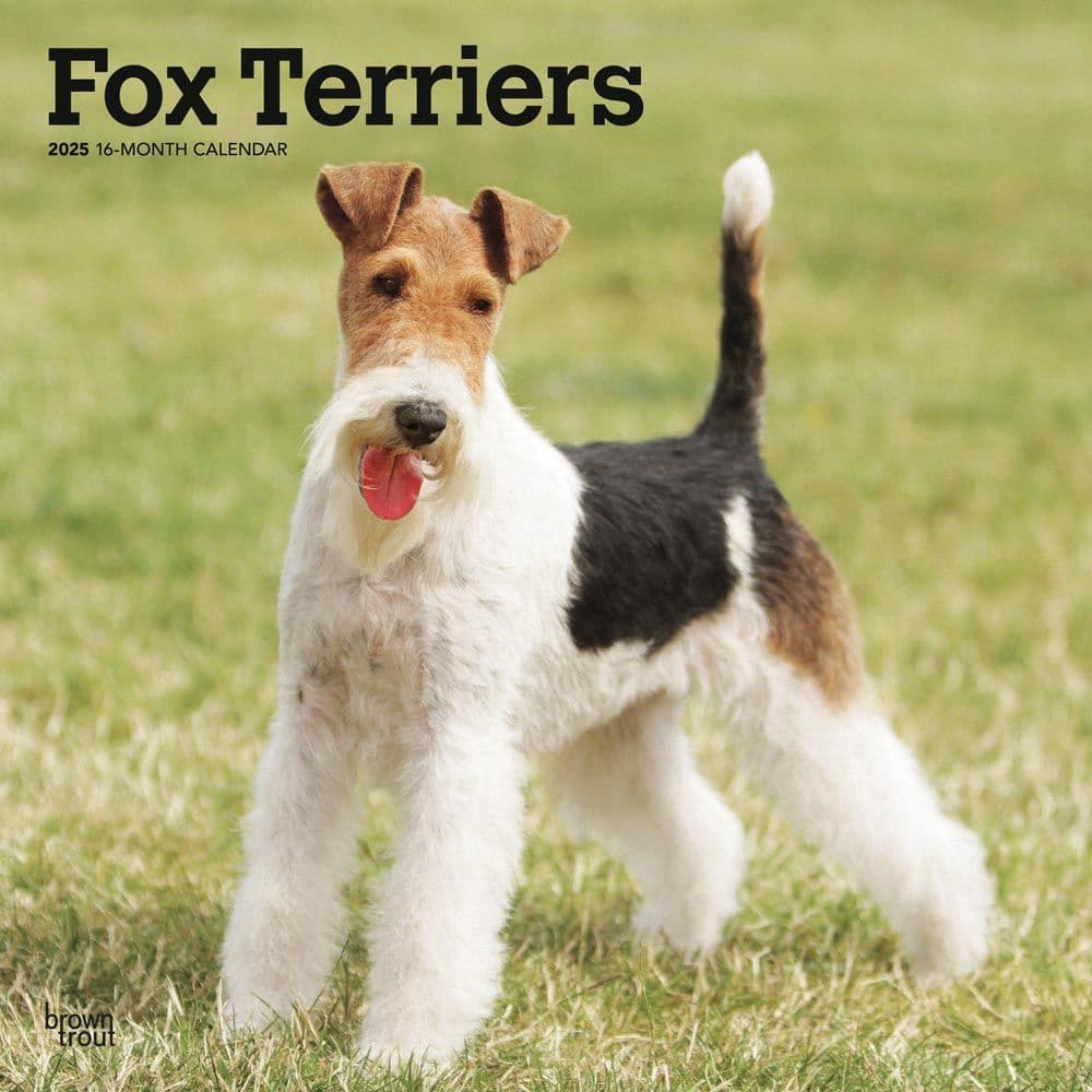 Fox Terriers 2025 Wall Calendar Main Image