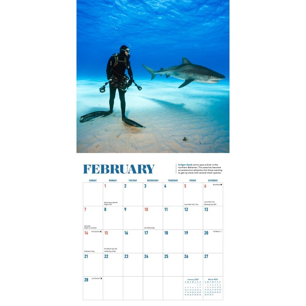 Shark 2027 Mini Wall Calendar Second Alternate Image
