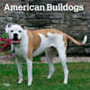 image American Bulldogs 2024 Wall Calendar Main Product Image width=&quot;1000&quot; height=&quot;1000&quot;