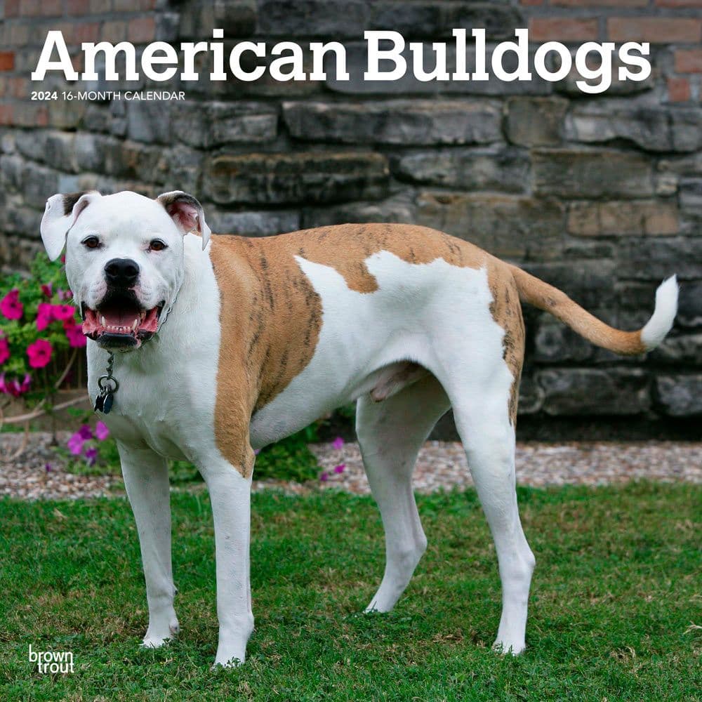 American Bulldogs 2024 Wall Calendar Main Product Image width=&quot;1000&quot; height=&quot;1000&quot;