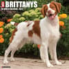 image Just Brittanys 2025 Wall Calendar Main Image