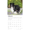 image Border Collies 2024 Wall Calendar Second Alternate Image width=&quot;1000&quot; height=&quot;1000&quot;