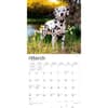 image Dalmatians 2024 Wall Calendar Second Alternate Image width=&quot;1000&quot; height=&quot;1000&quot;