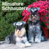 image Miniature Schnauzers 2024 Mini Wall Calendar Main Image