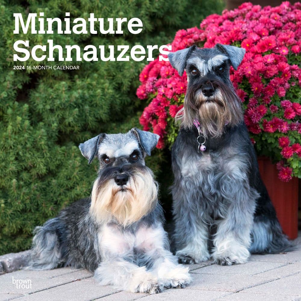 Miniature Schnauzers 2024 Mini Wall Calendar Main Image
