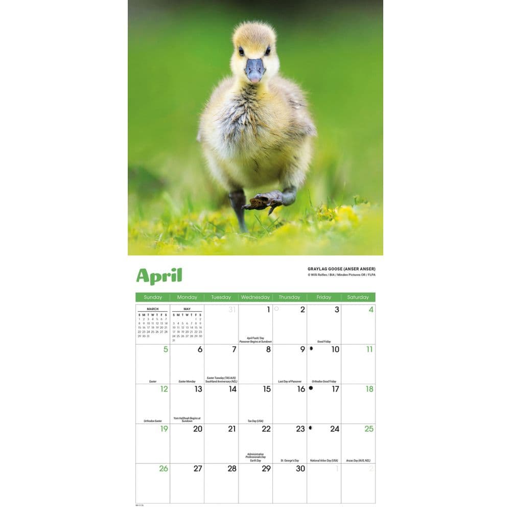 Baby Animals Special Value 2026 Mini Wall Calendar Third Alternate Image