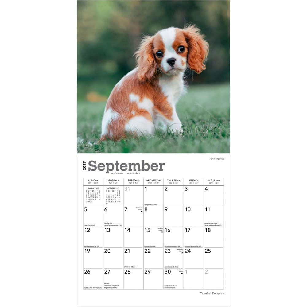 Cavalier King Charles Puppies 2027 Mini Wall Calendar Third Alternate Image