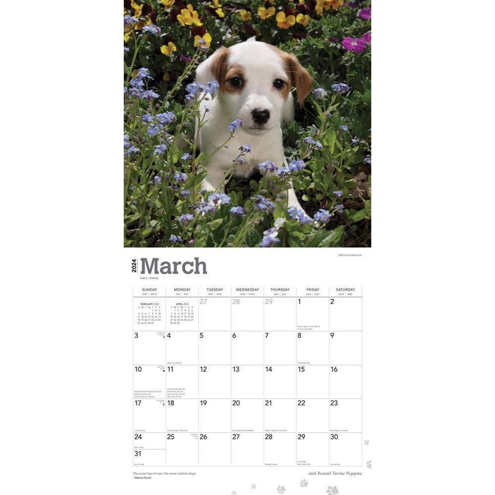 Jack Russell Terrier Puppies 2024 Wall Calendar
