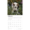 image Jack Russell Terrier Puppies 2024 Wall Calendar Second Alternate Image width=&quot;1000&quot; height=&quot;1000&quot;