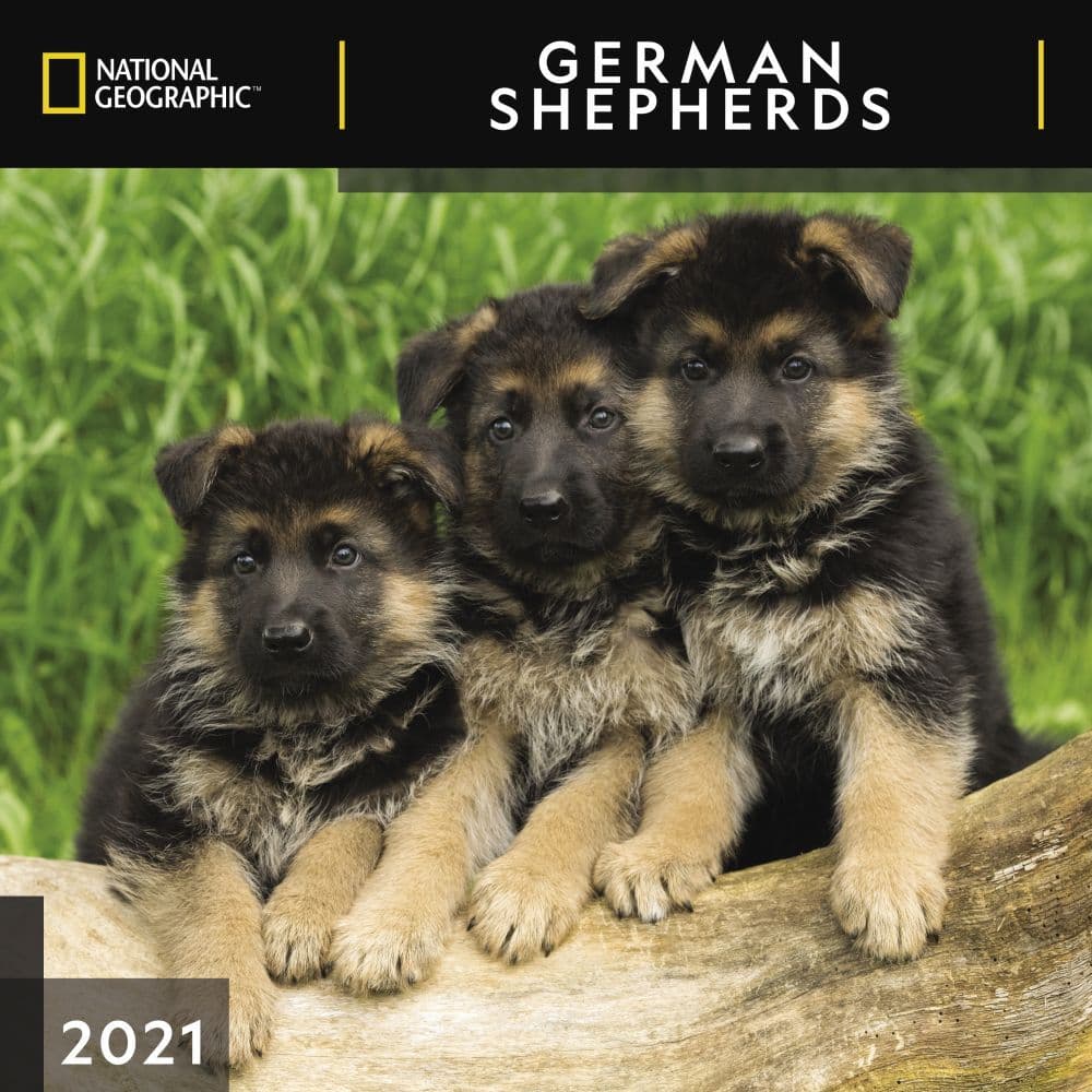 German Shepherds National Geographic Wall Calendar