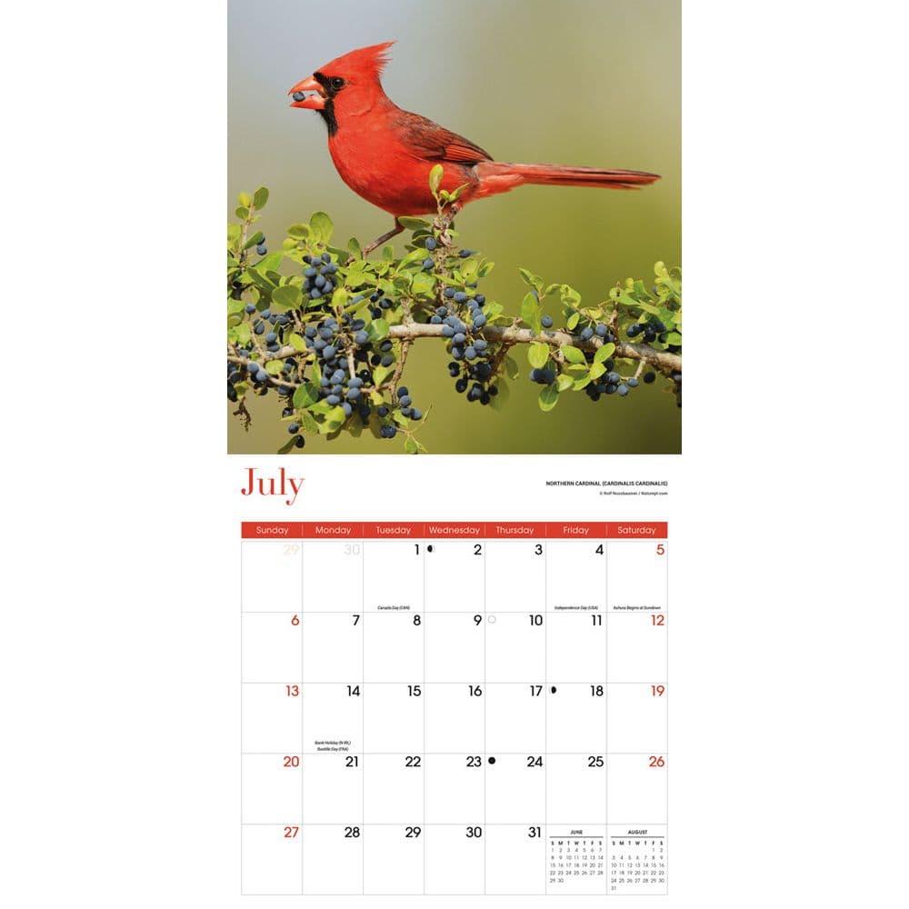 Songbirds 2025 Wall Calendar Third Alternate Image width=&quot;1000&quot; height=&quot;1000&quot;