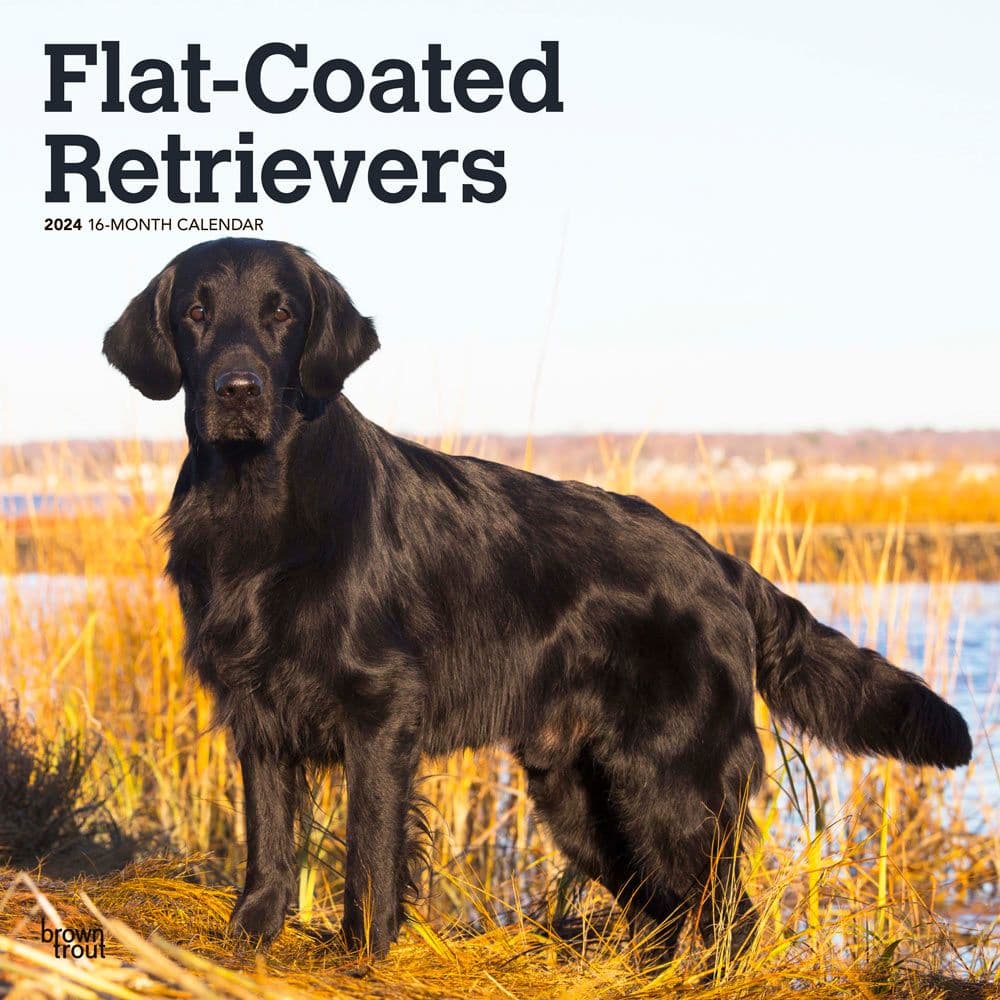 Flat-Coated Retrievers 2024 Wall Calendar - Calendars.com