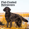 image Flat-Coated Retrievers 2024 Wall Calendar Main Product Image width=&quot;1000&quot; height=&quot;1000&quot;