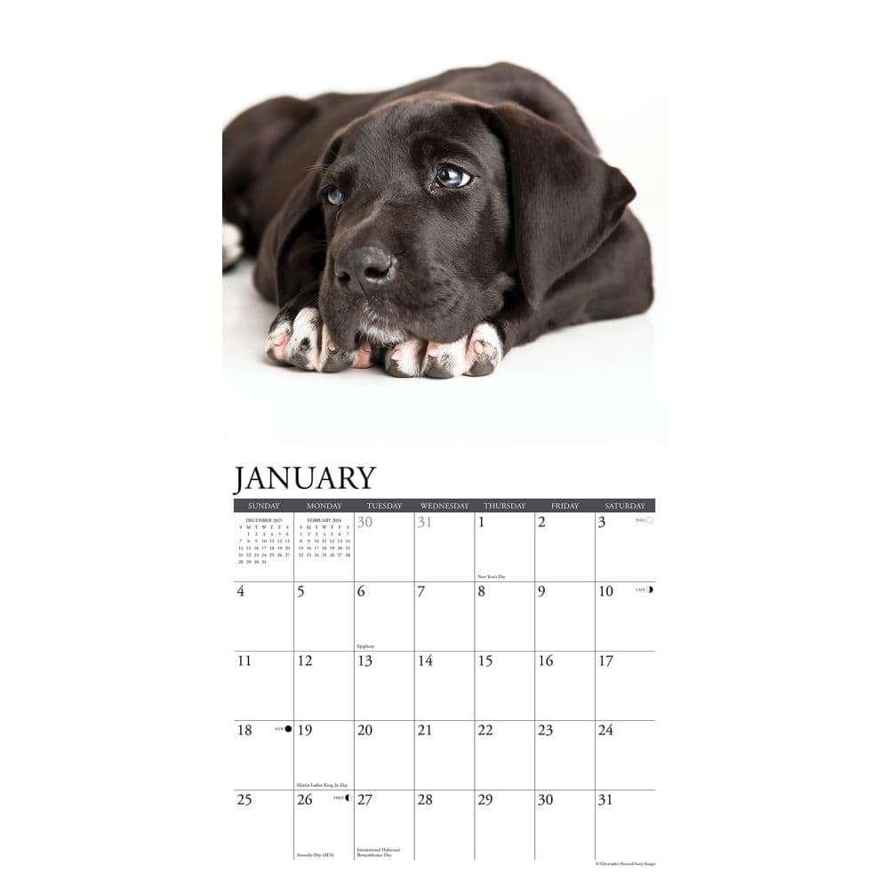 Great Dane Puppies 2026 Wall Calendar Second Alternate Image