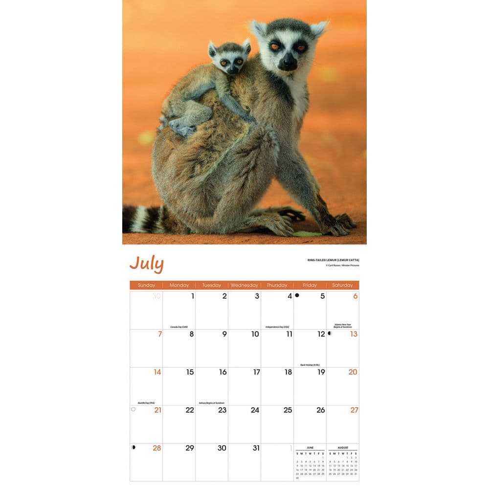 Baby Animals 2024 Wall Calendar Alternate Image 3