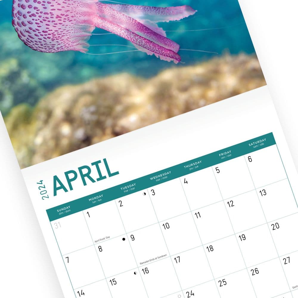 Jellyfish 2024 Wall Calendar Third Alternate Image width=&quot;1000&quot; height=&quot;1000&quot;
