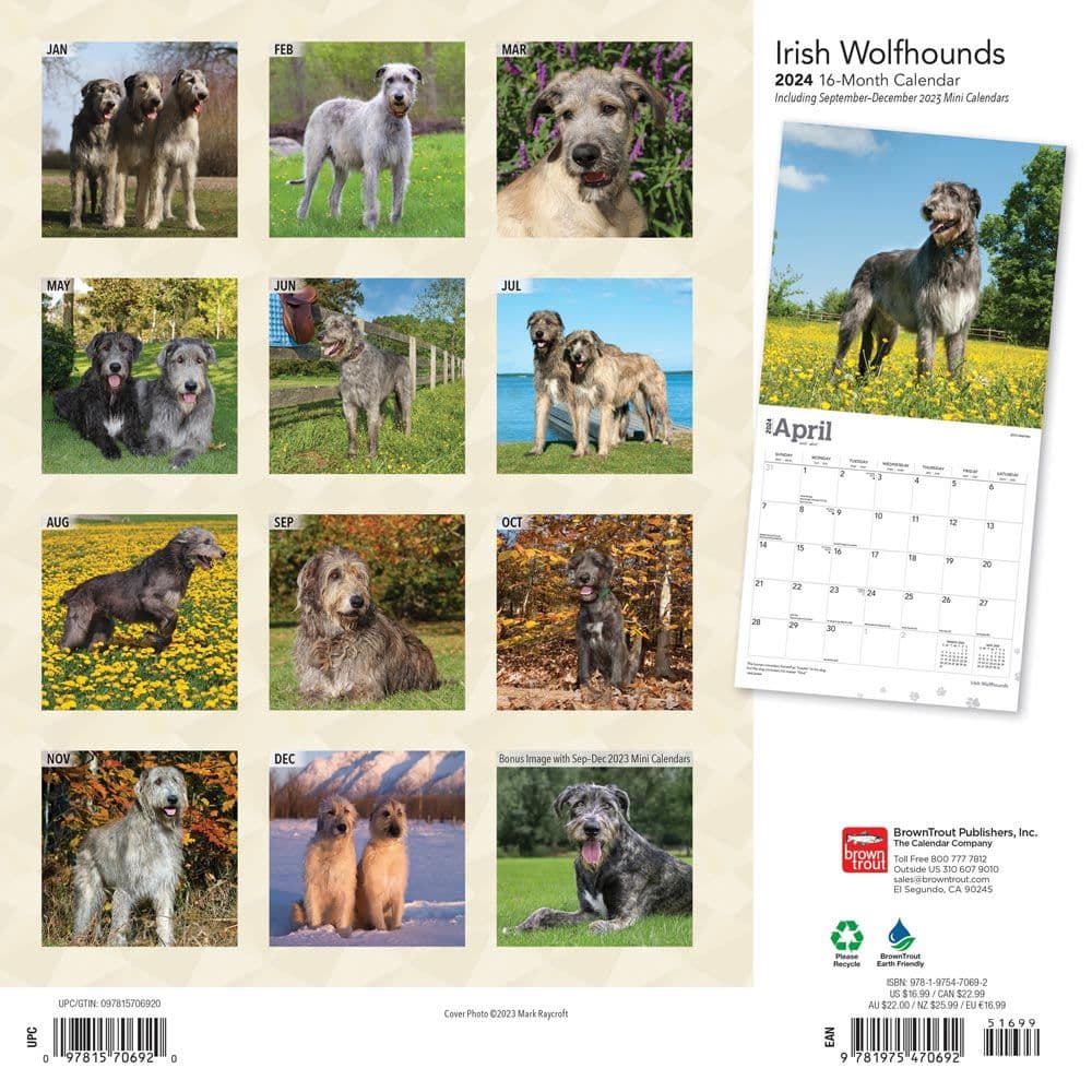 Irish Wolfhounds 2024 Wall Calendar First Alternate Image width=&quot;1000&quot; height=&quot;1000&quot;