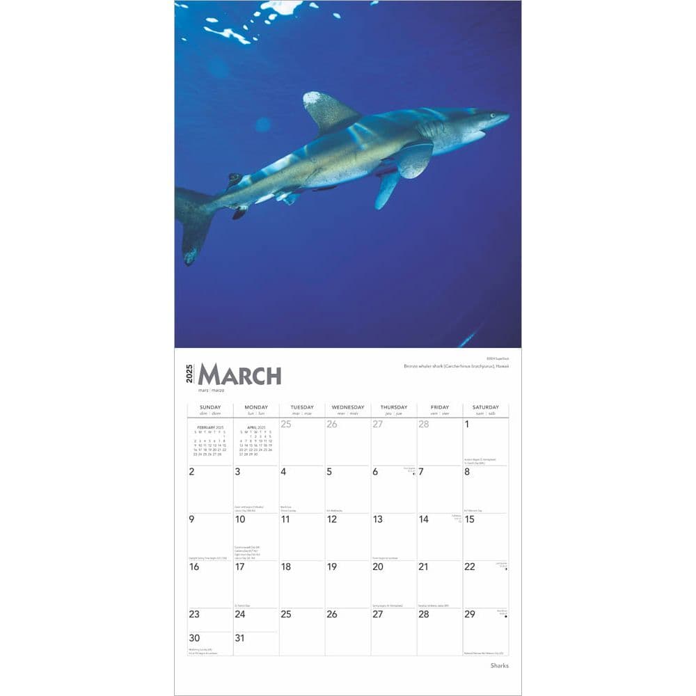 Sharks 2025 Wall Calendar Second Alternate Image