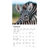 image Baby Animals 2024 Mini Wall Calendar Second Alternate Image width=&quot;1000&quot; height=&quot;1000&quot;
