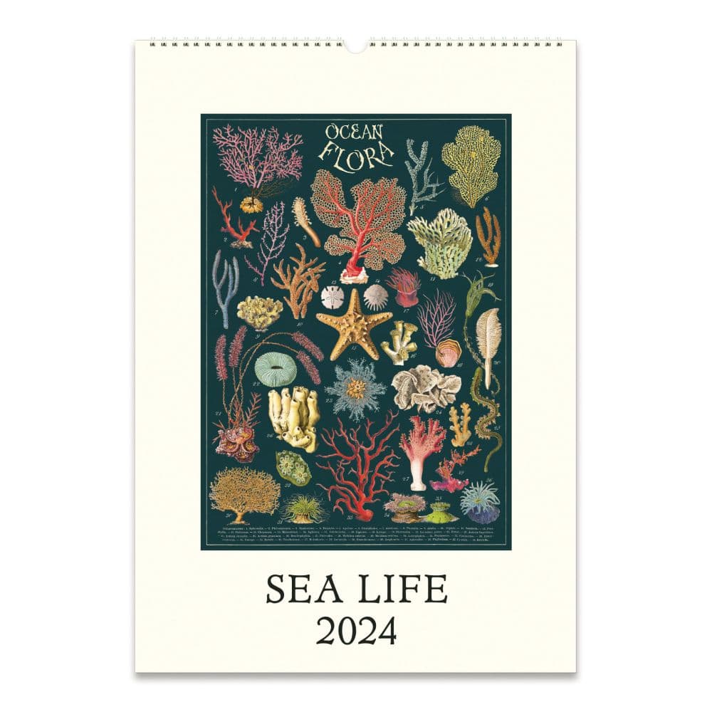 Sea Life 2024 Poster Wall Calendar Calendars Com   Fa5dbe91 C125 421c 982f A779a0513730