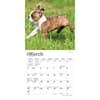 image Boston Terrier Puppies 2024 Mini Wall Calendar Alternate Image 2