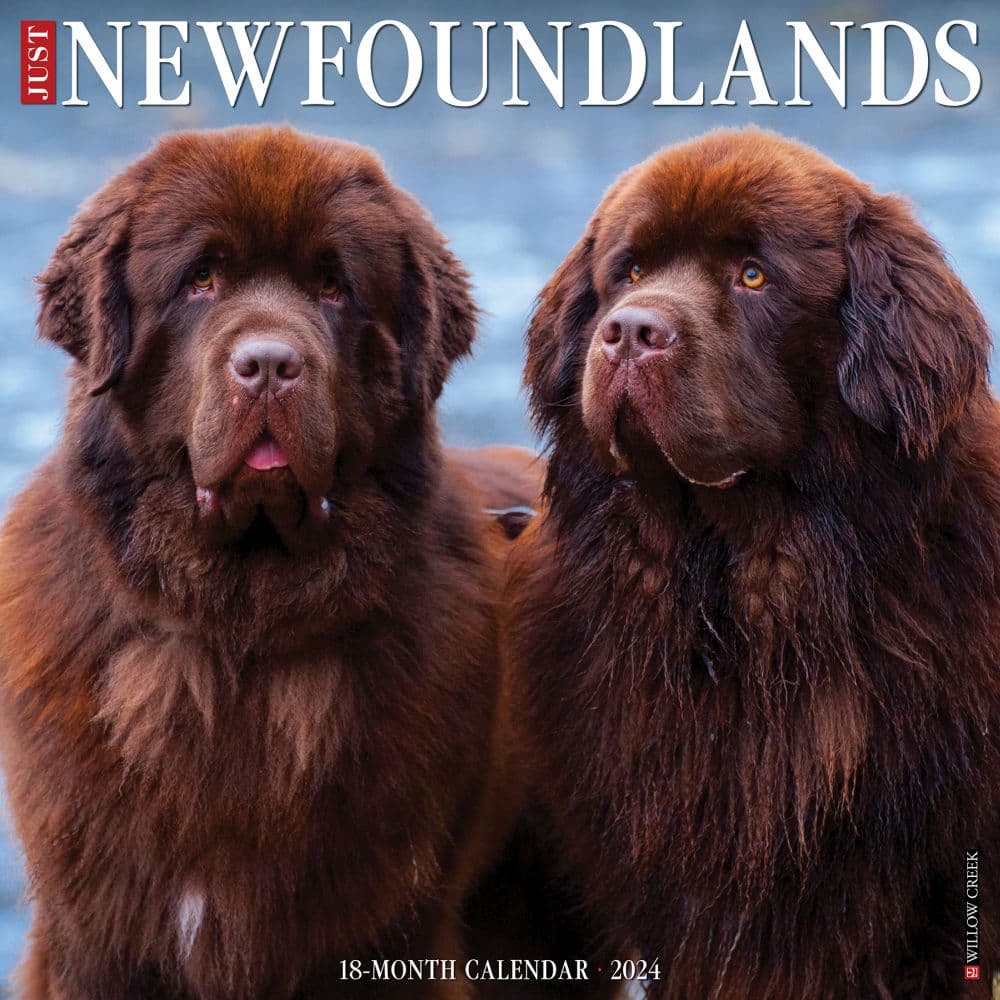 newfoundland on kitchen counter        
        <figure class=