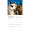 image Alpacas 2025 Wall Calendar