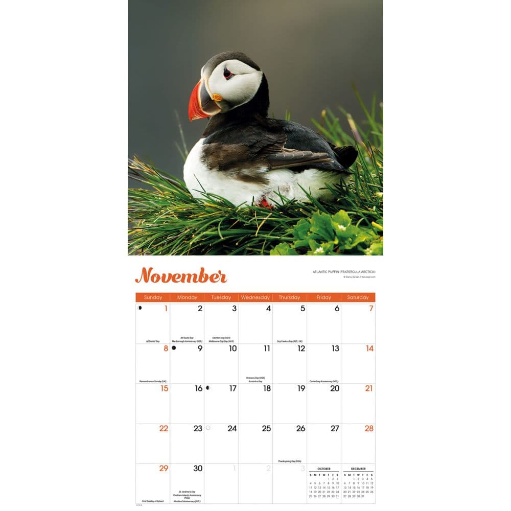 Puffins 2026 Wall Calendar Fourth Alternate Image