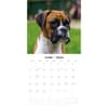 image Boxers 2026 Wall Calendar Second Alternate Image