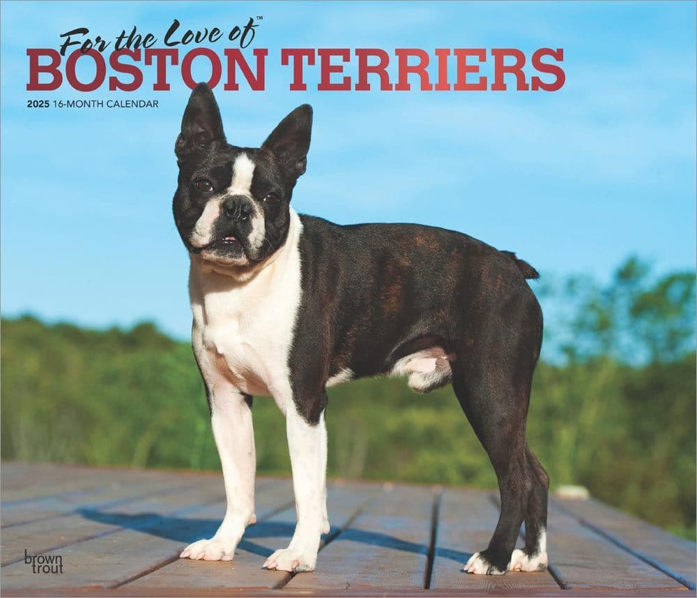 Boston Terriers Deluxe 2025 Wall Calendar