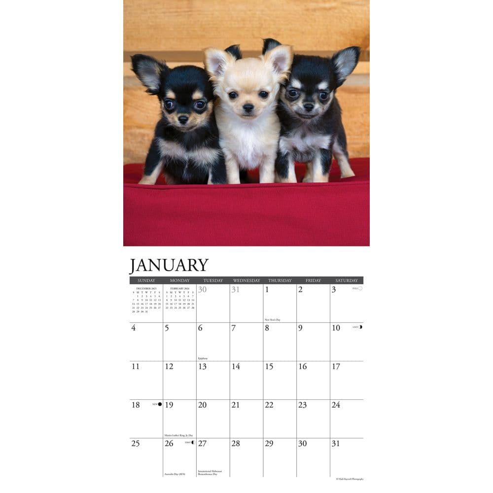 Just Chihuahuas 2026 Wall Calendar Second Alternate Image