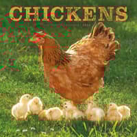 image Chickens 2026 Wall Calendar  Main Image