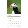 image Puffins 2026 Wall Calendar Second Alternate Image