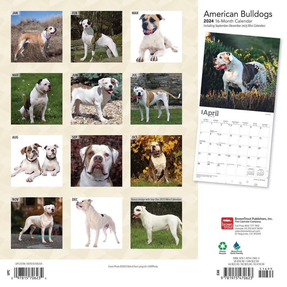 American Bulldogs 2024 Wall Calendar