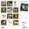 image American Bulldogs 2024 Wall Calendar First Alternate Image width=&quot;1000&quot; height=&quot;1000&quot;