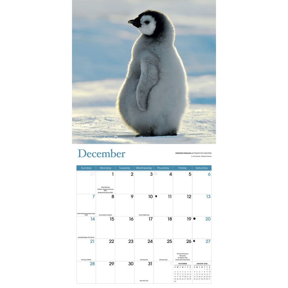 Baby Animals 2025 Wall Calendar - Calendars.com