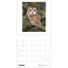 image Owls 2027 Wall Calendar by Jeannine Chappel Second Alternate Image